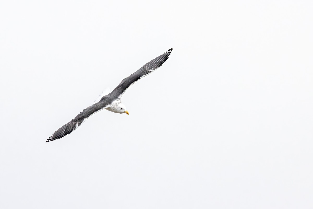 Great Black-backed Gull - ML647531778