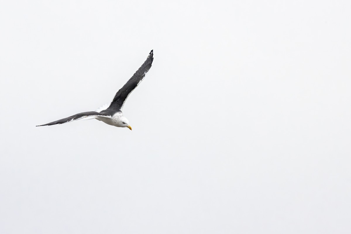 Great Black-backed Gull - ML647531779