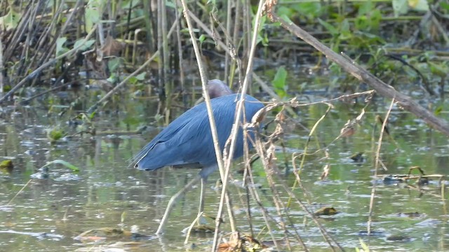 Чепура блакитна - ML647531785