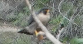 Peregrine Falcon - ML647531806