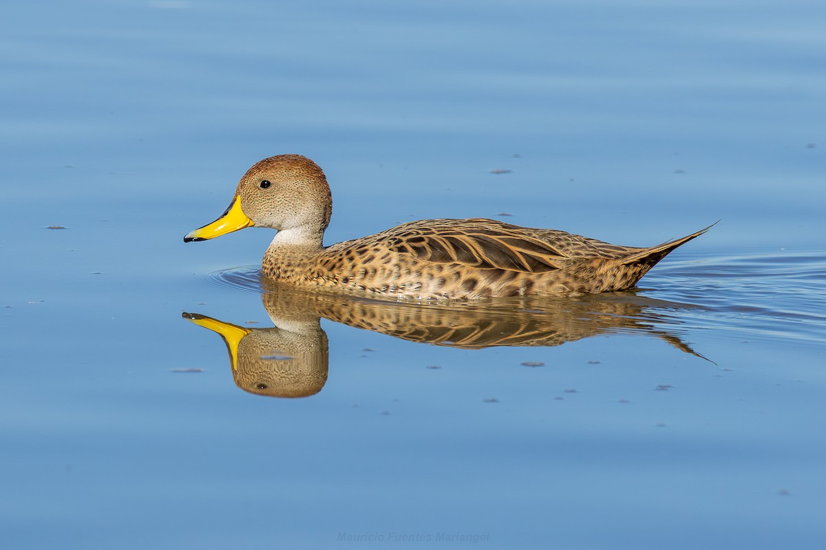 gulnebbstjertand - ML647531812