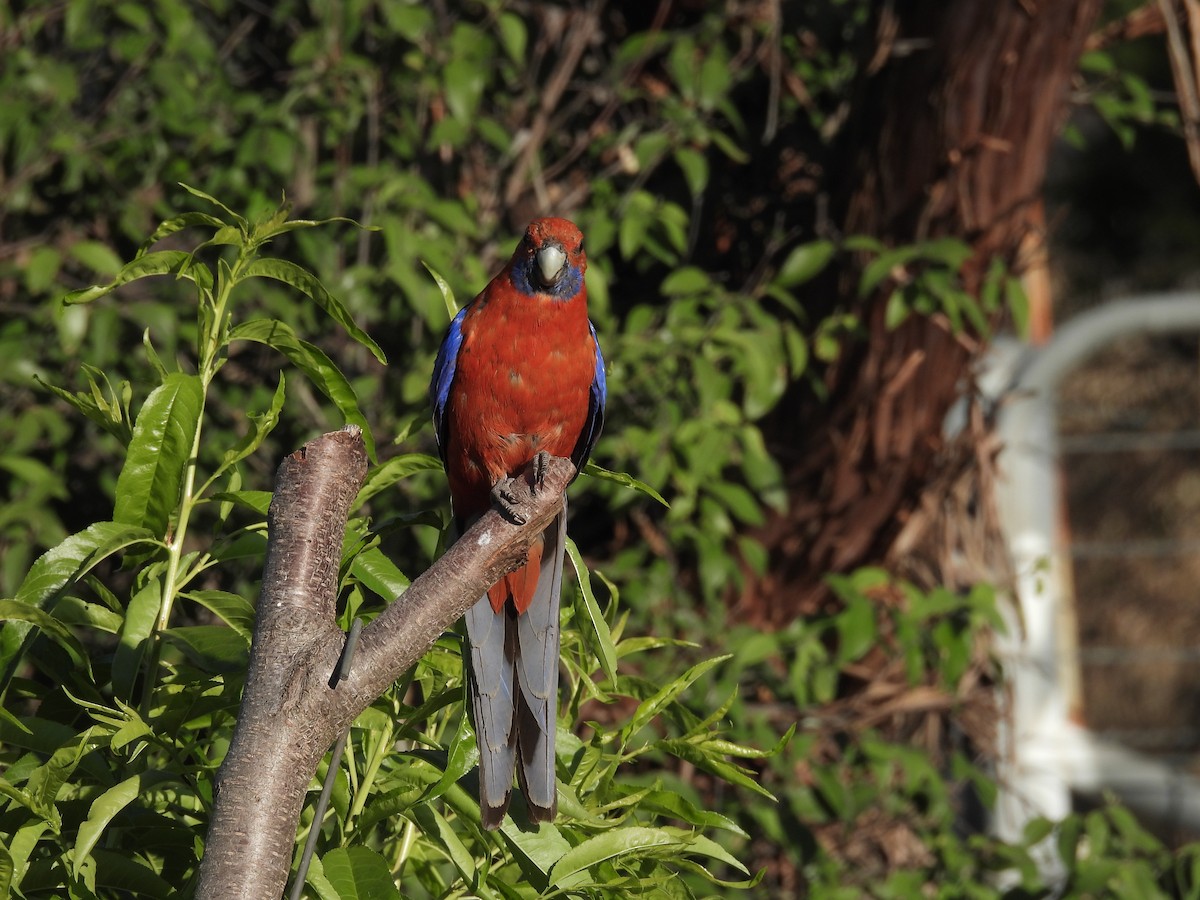 Crimson Rosella - ML647531813