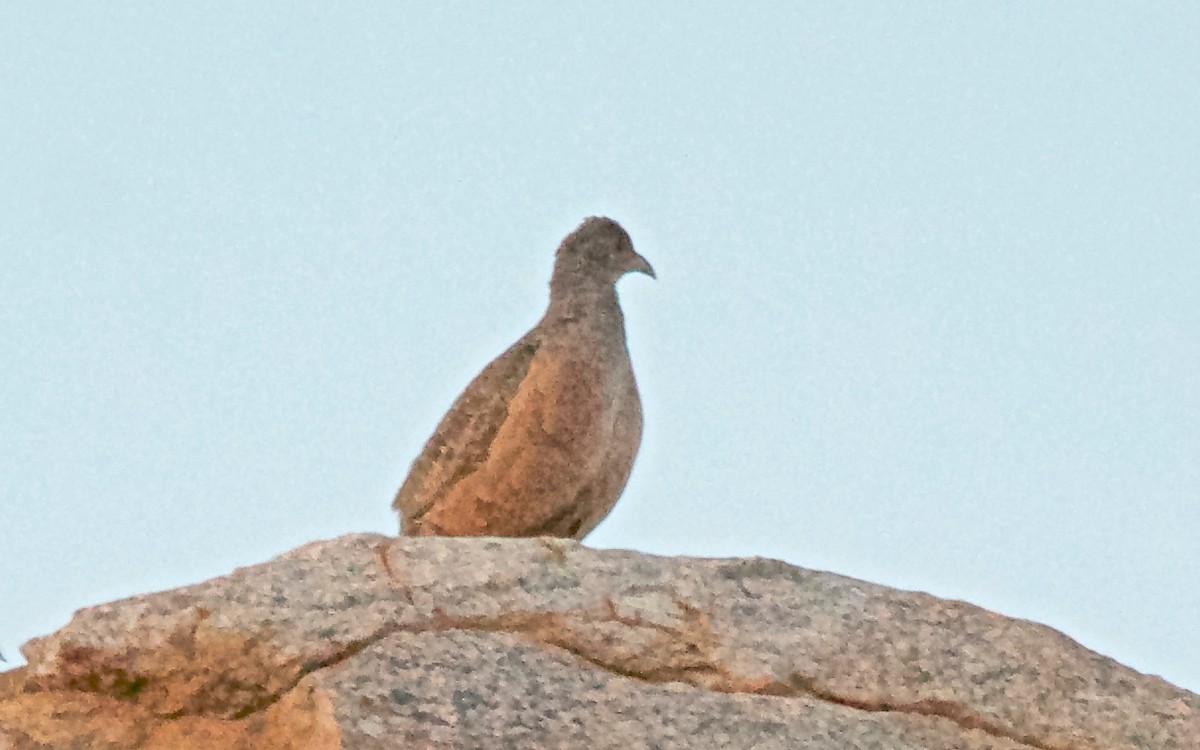 Hartlaub's Spurfowl - ML647531817