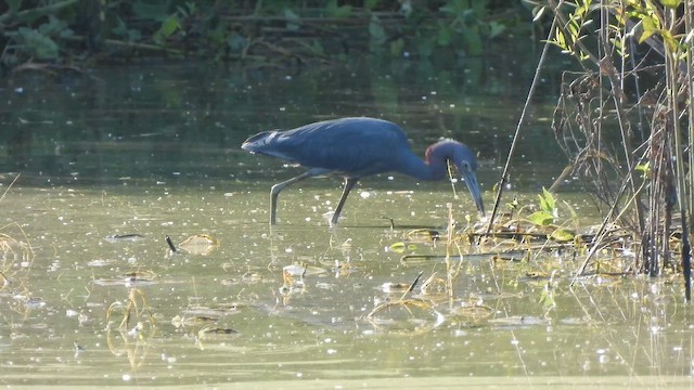 Чепура блакитна - ML647531834