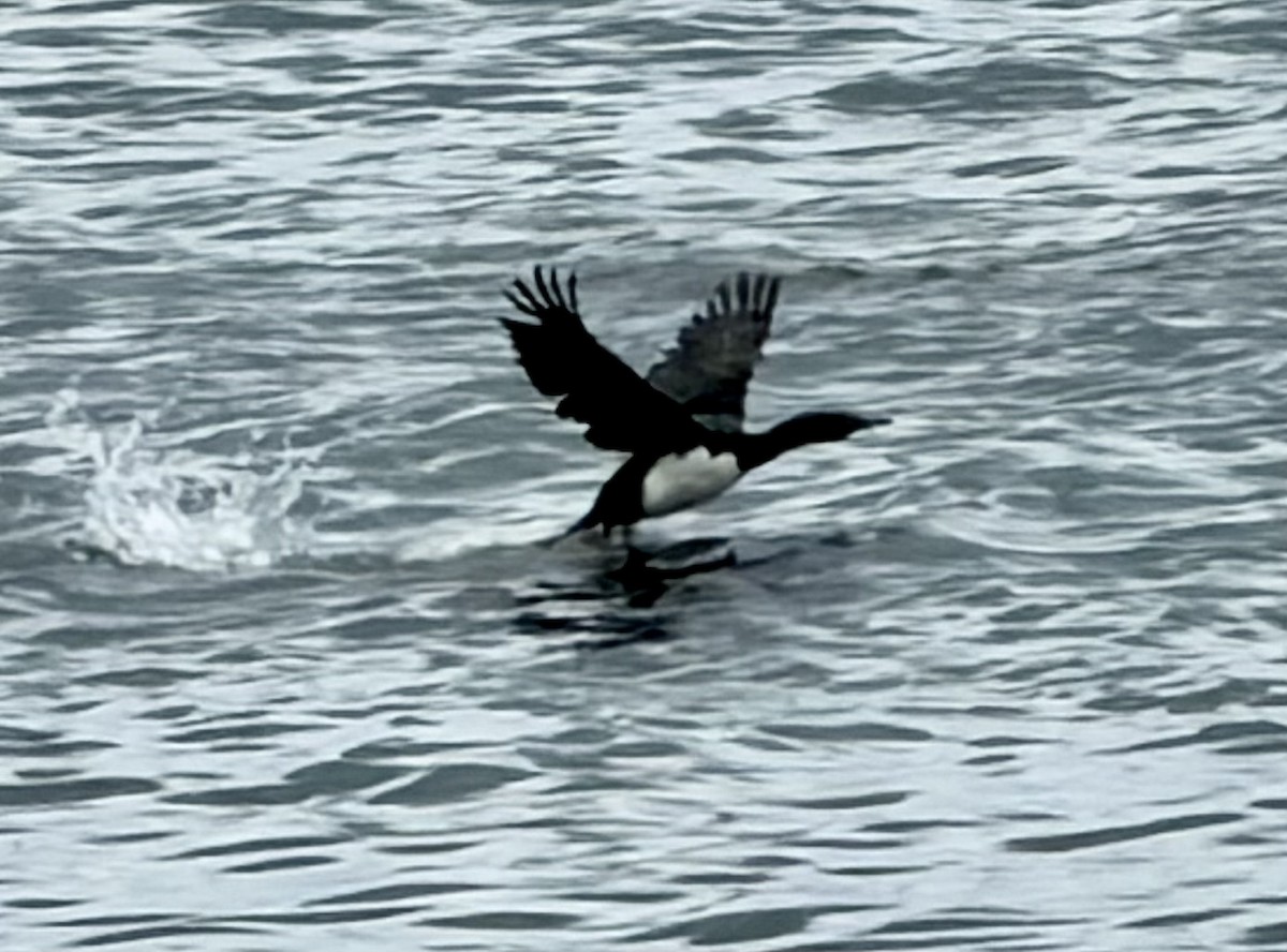 Magellanic Cormorant - ML647531849