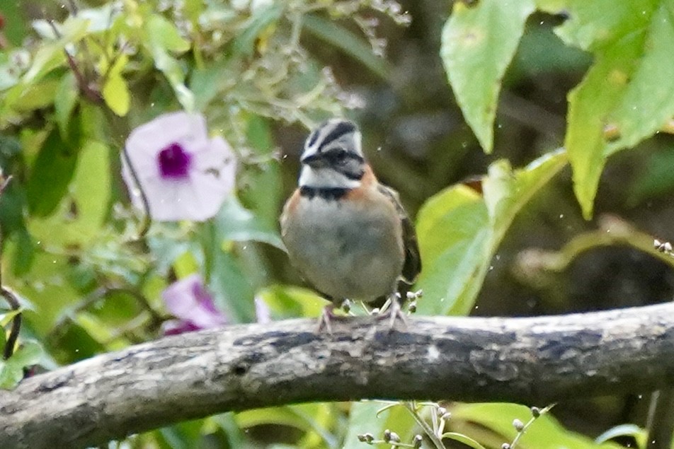Rufous-collared Sparrow - ML647531854