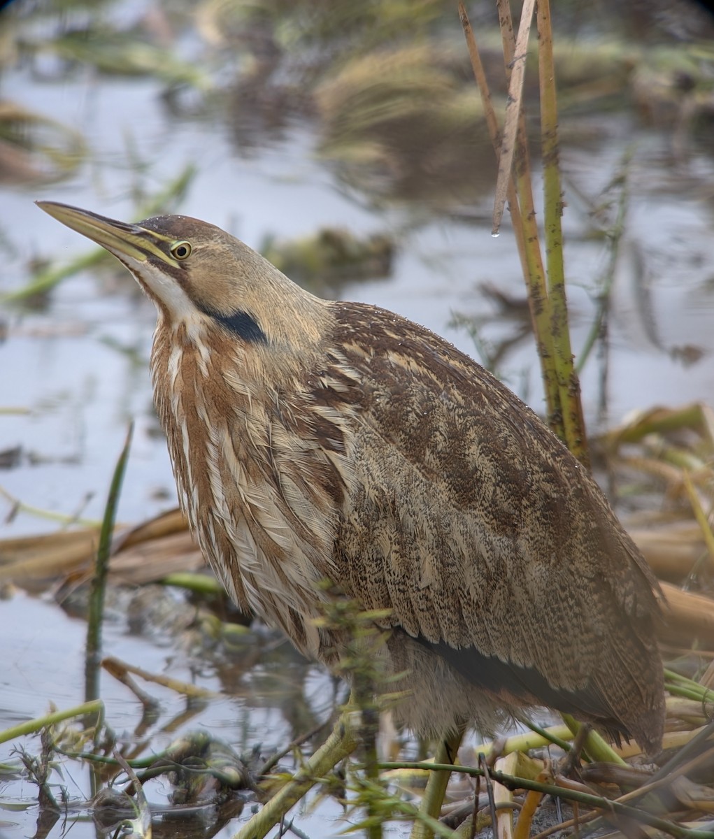 American Bittern - ML647531855