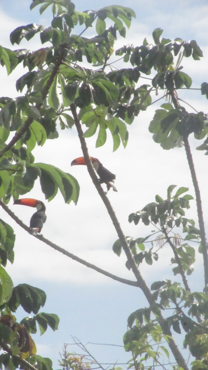 Toco Toucan - ML647531856