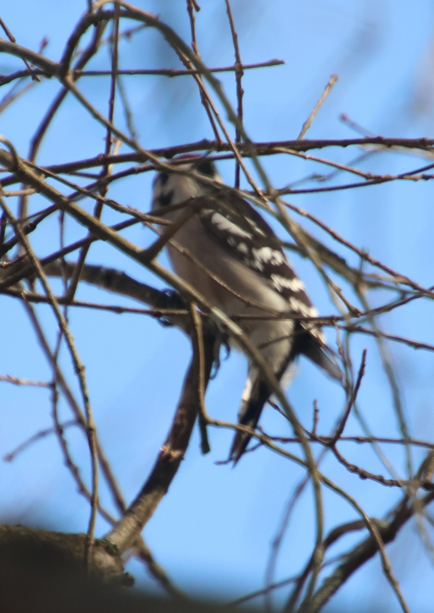 Downy Woodpecker - ML647531857