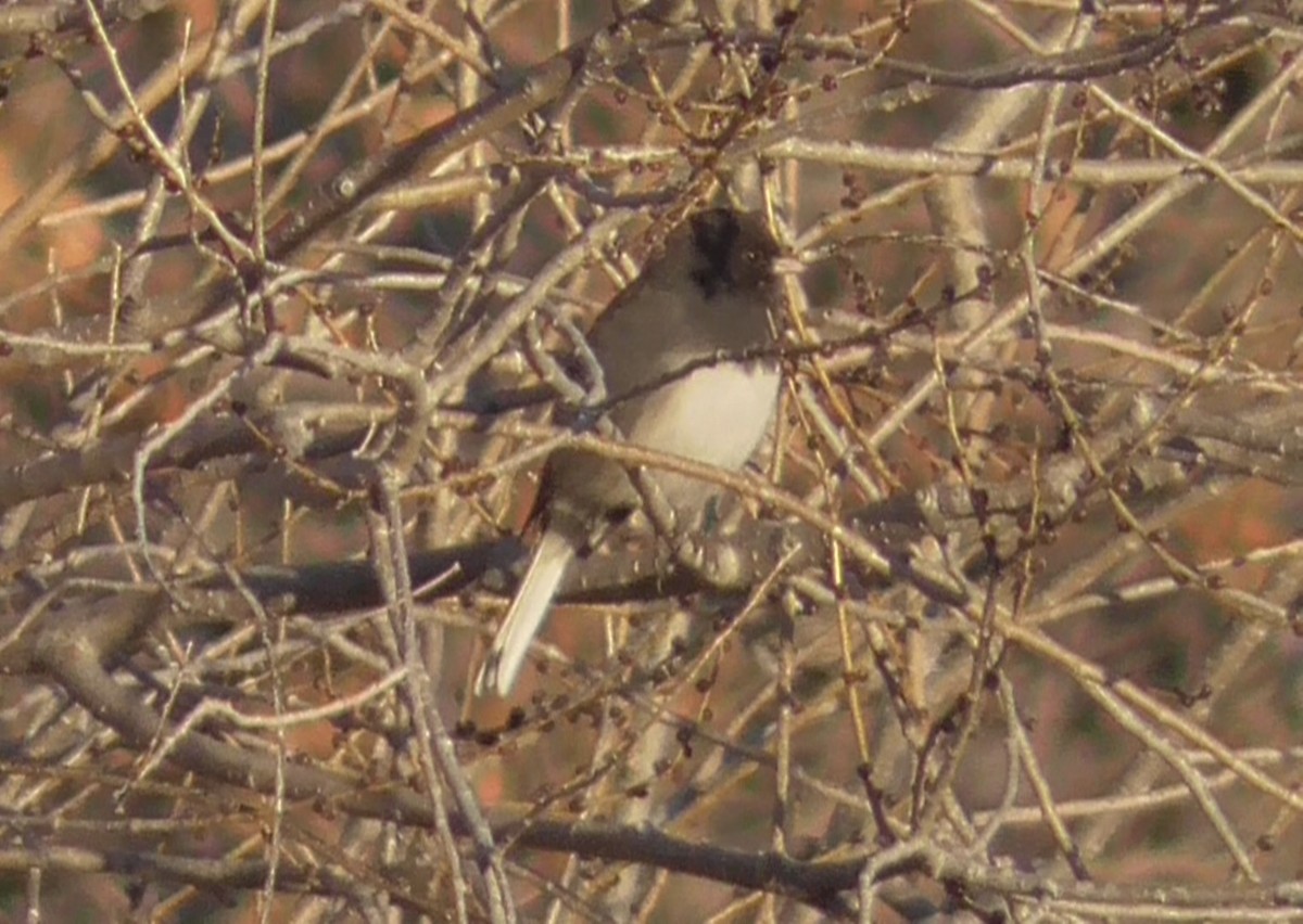 Dark-eyed Junco (Slate-colored) - ML647531858