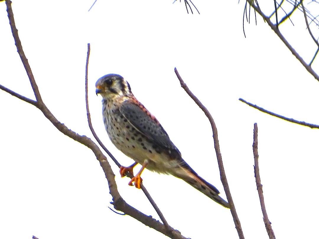 American Kestrel - ML647531860