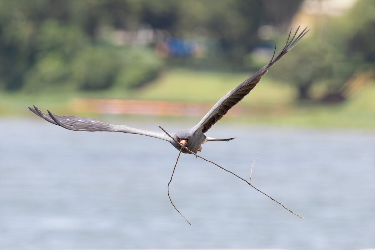 Snail Kite - ML647531861