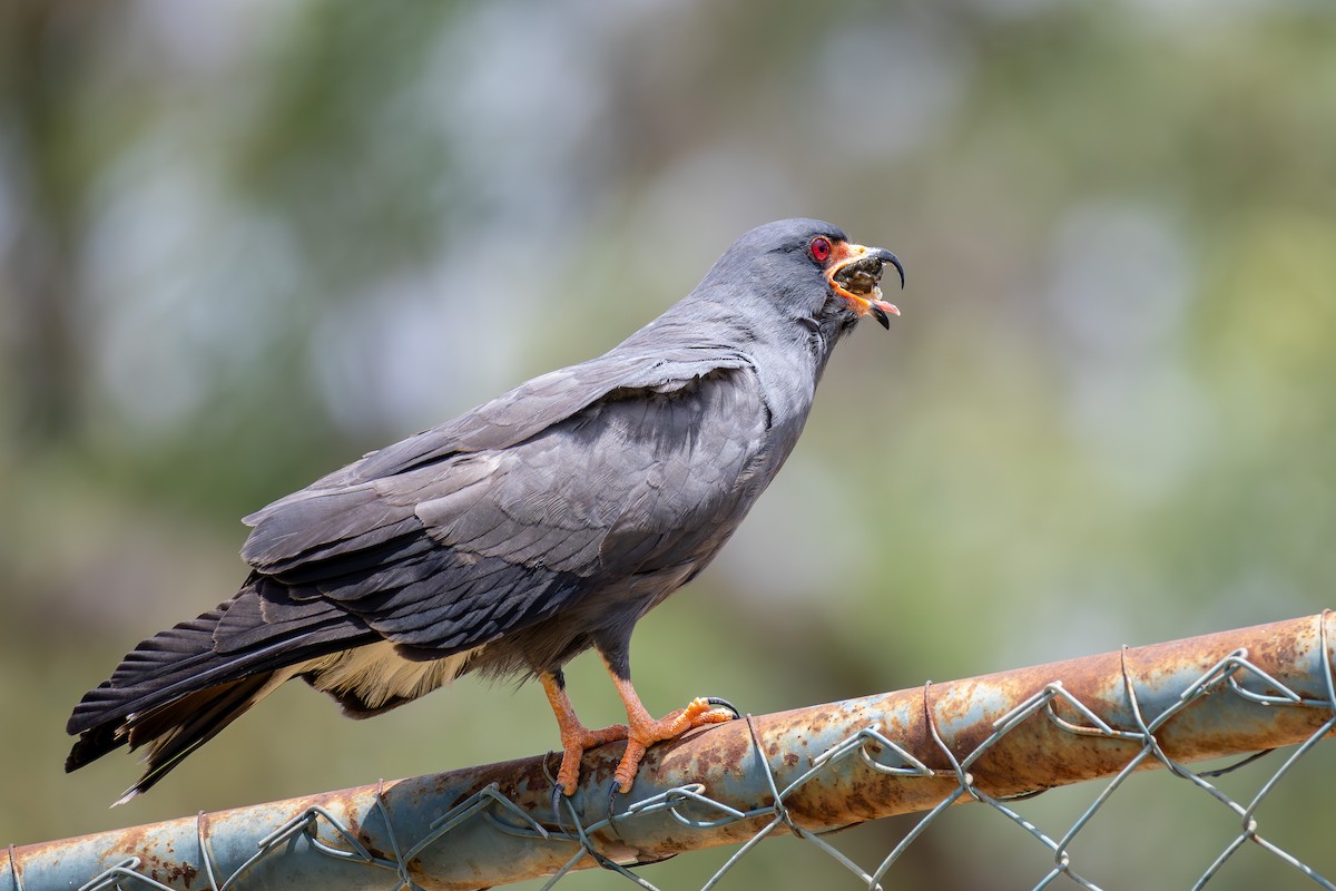 Snail Kite - ML647531862
