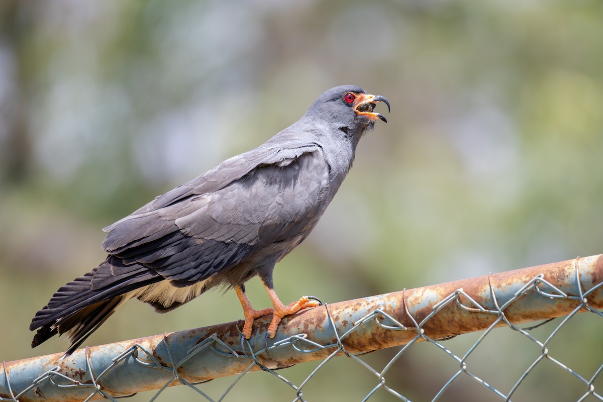 Snail Kite - ML647531864