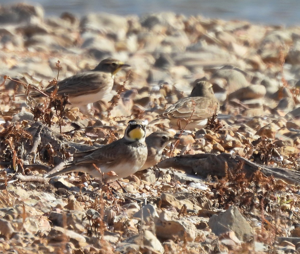 Horned Lark - ML647531865