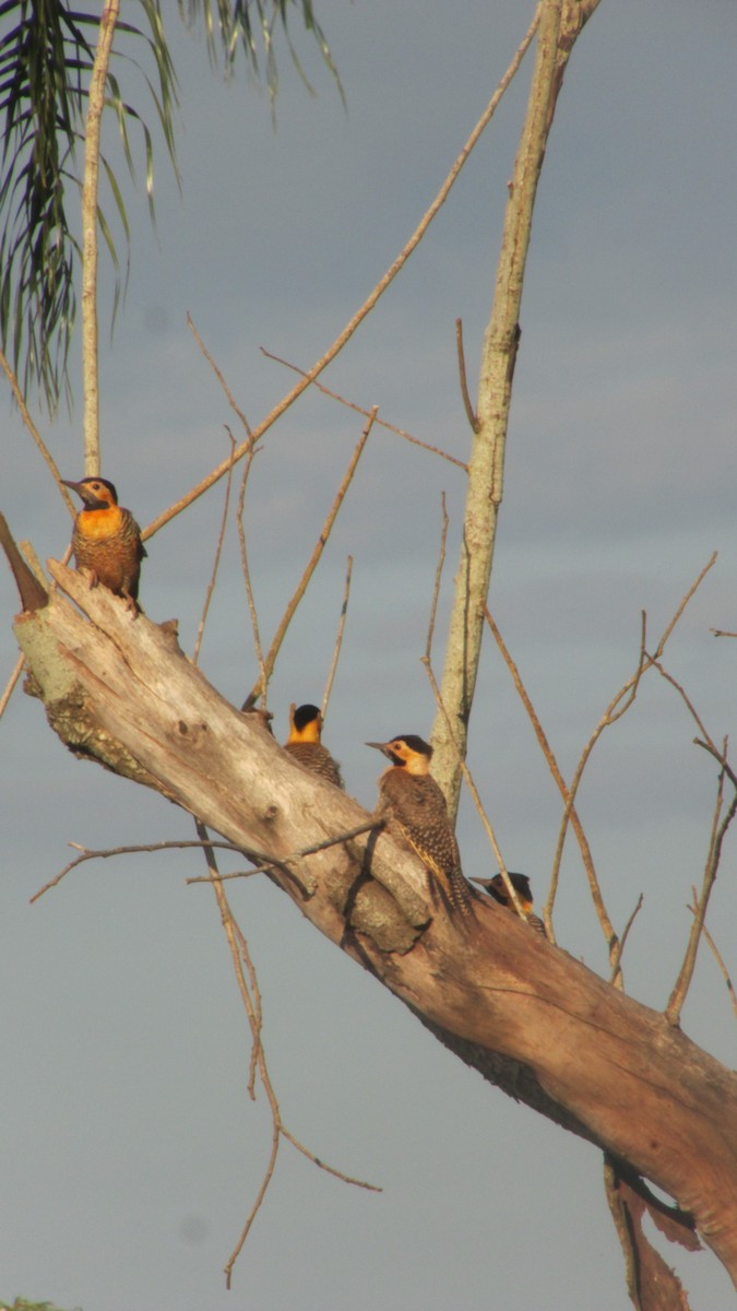 Campo Flicker - ML647531866