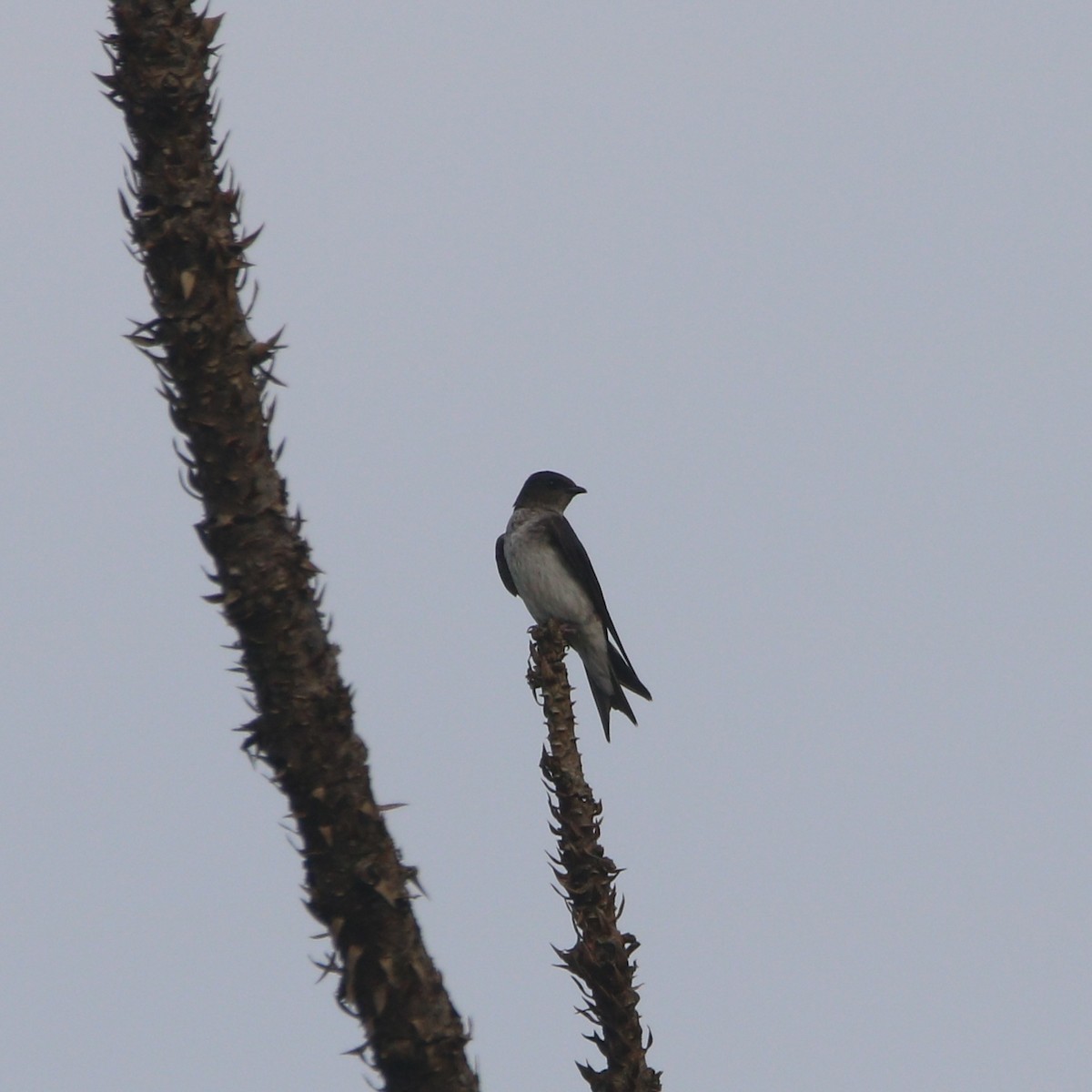 Gray-breasted Martin - ML647531867