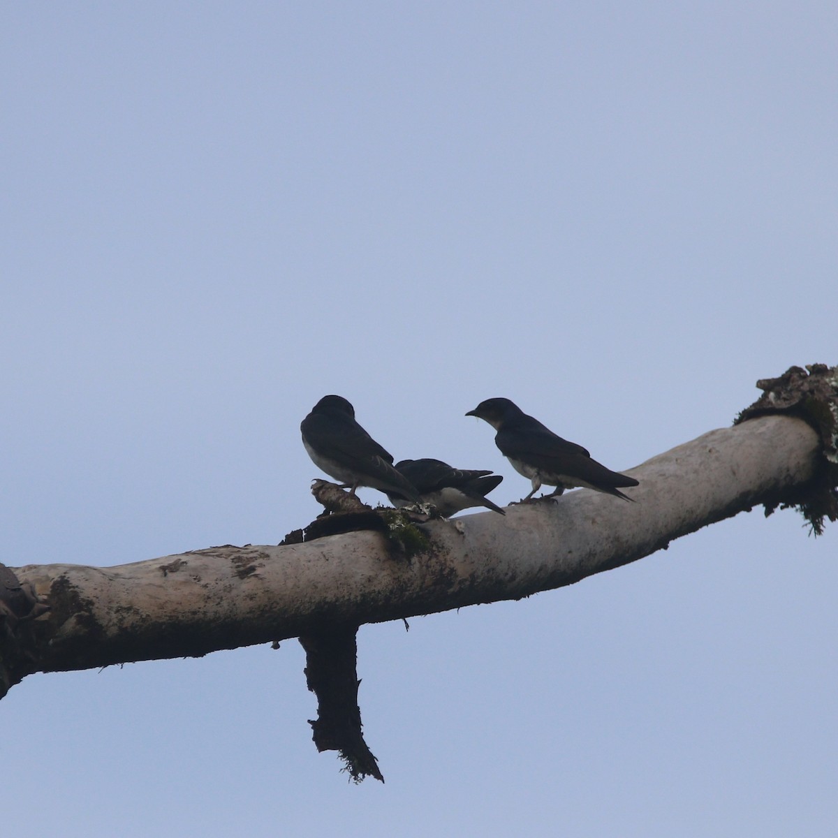 Gray-breasted Martin - ML647531868