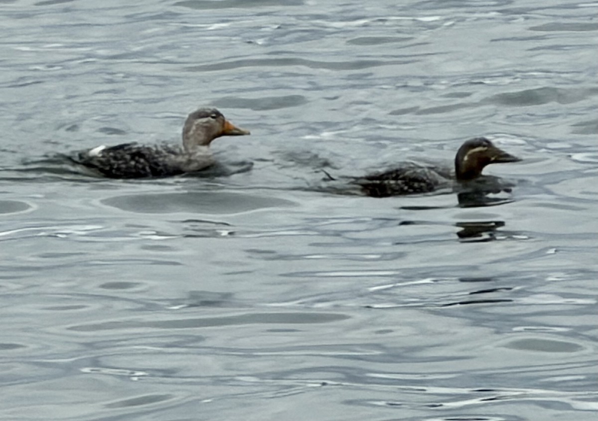 Flying Steamer-Duck - ML647531869