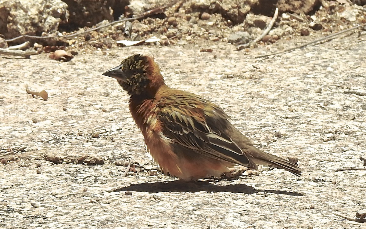 Chestnut Weaver - ML647531870