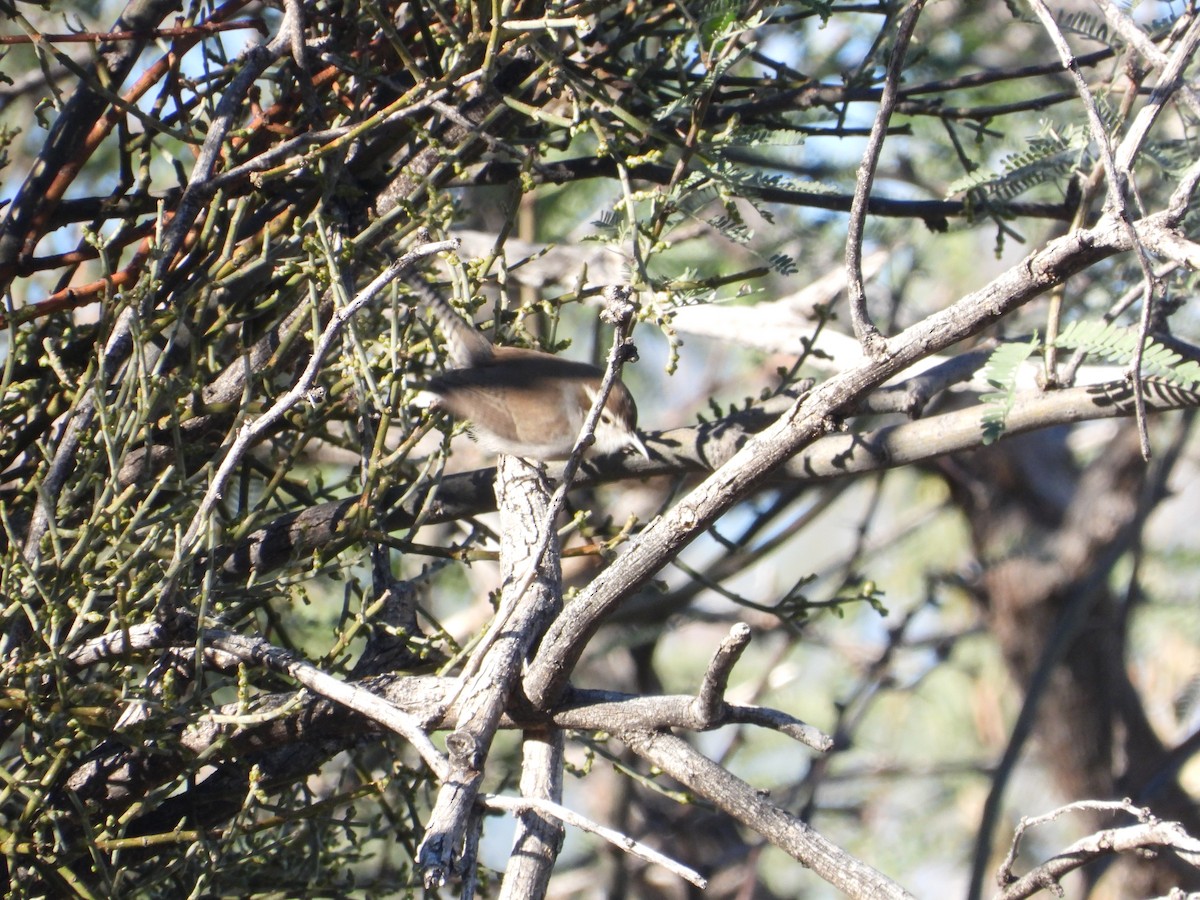 Bewick's Wren (mexicanus Group) - ML647531872
