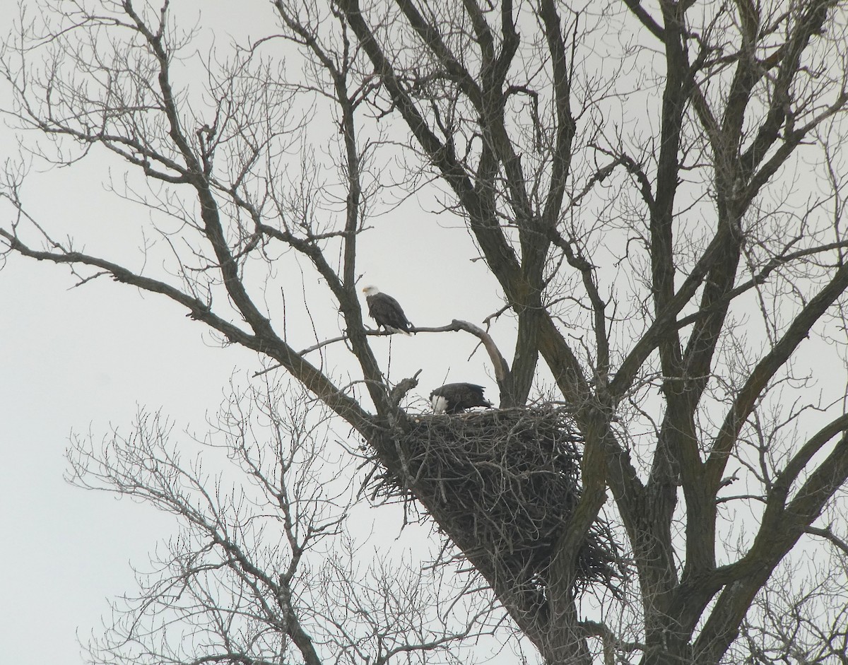 Bald Eagle - ML647531873