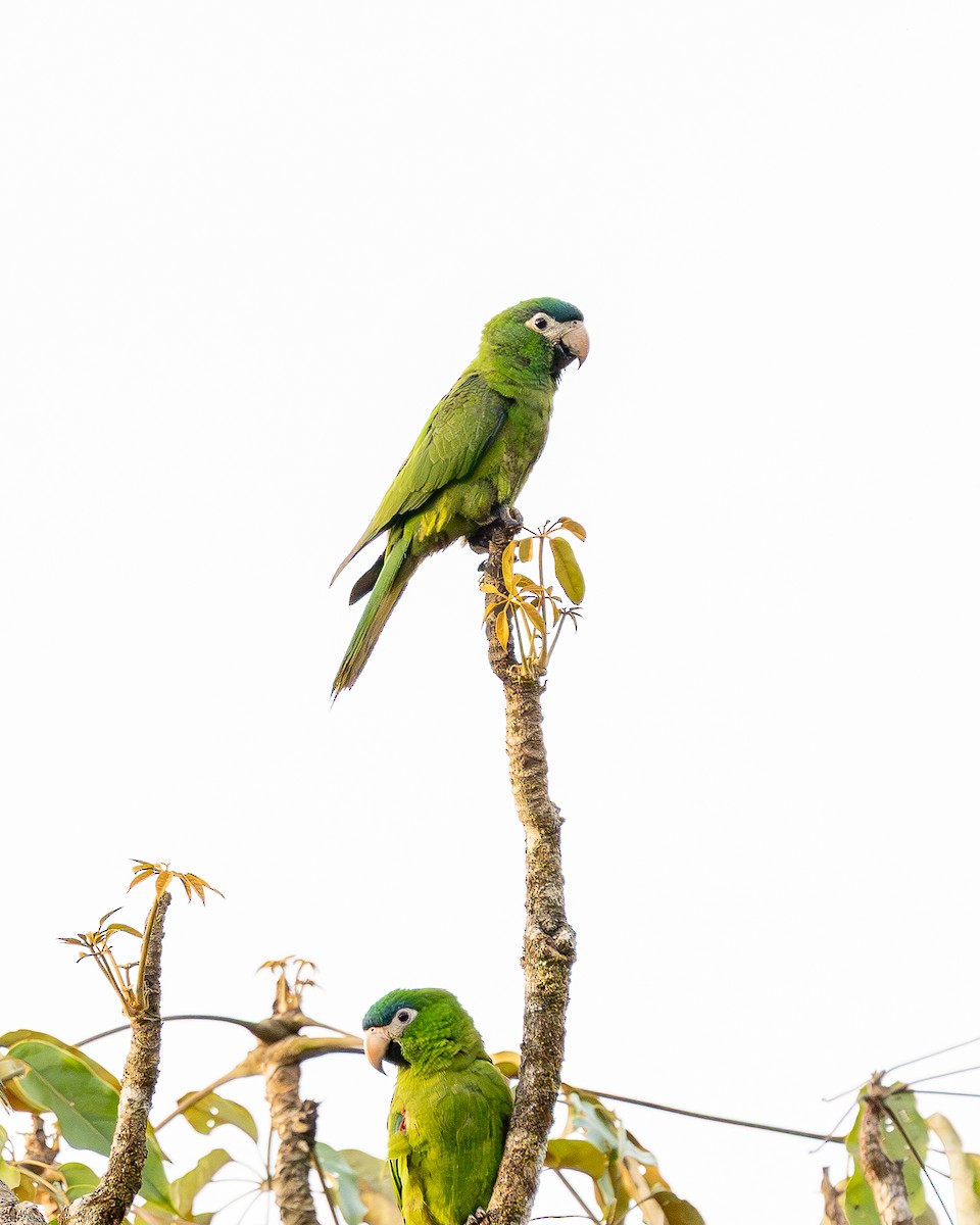 Red-shouldered Macaw - ML647531874