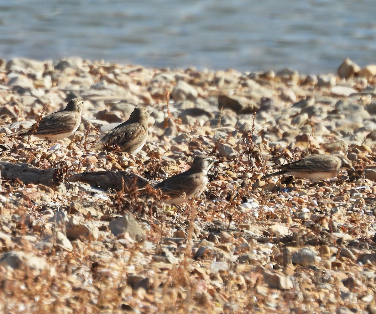 Horned Lark - ML647531876