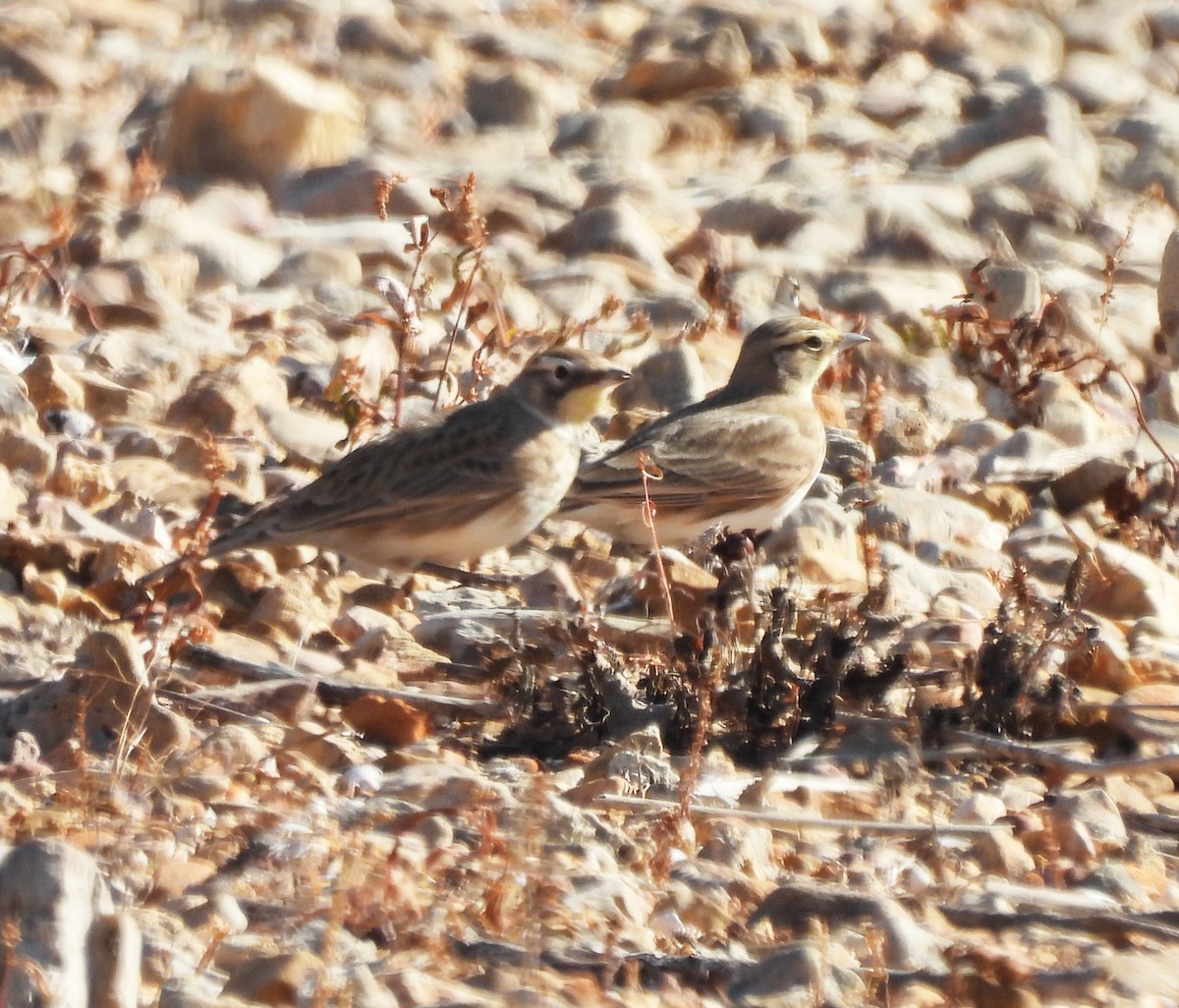 Horned Lark - ML647531877