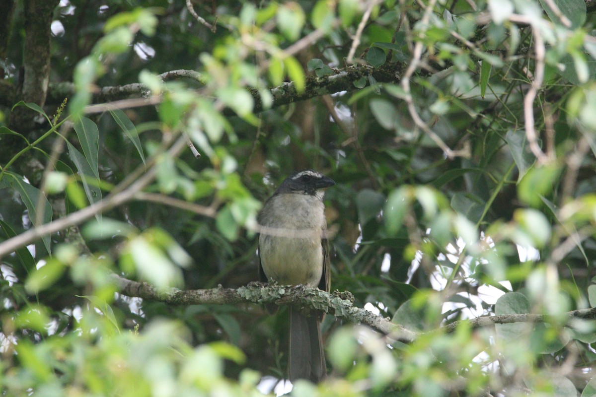 Green-winged Saltator - ML647531878