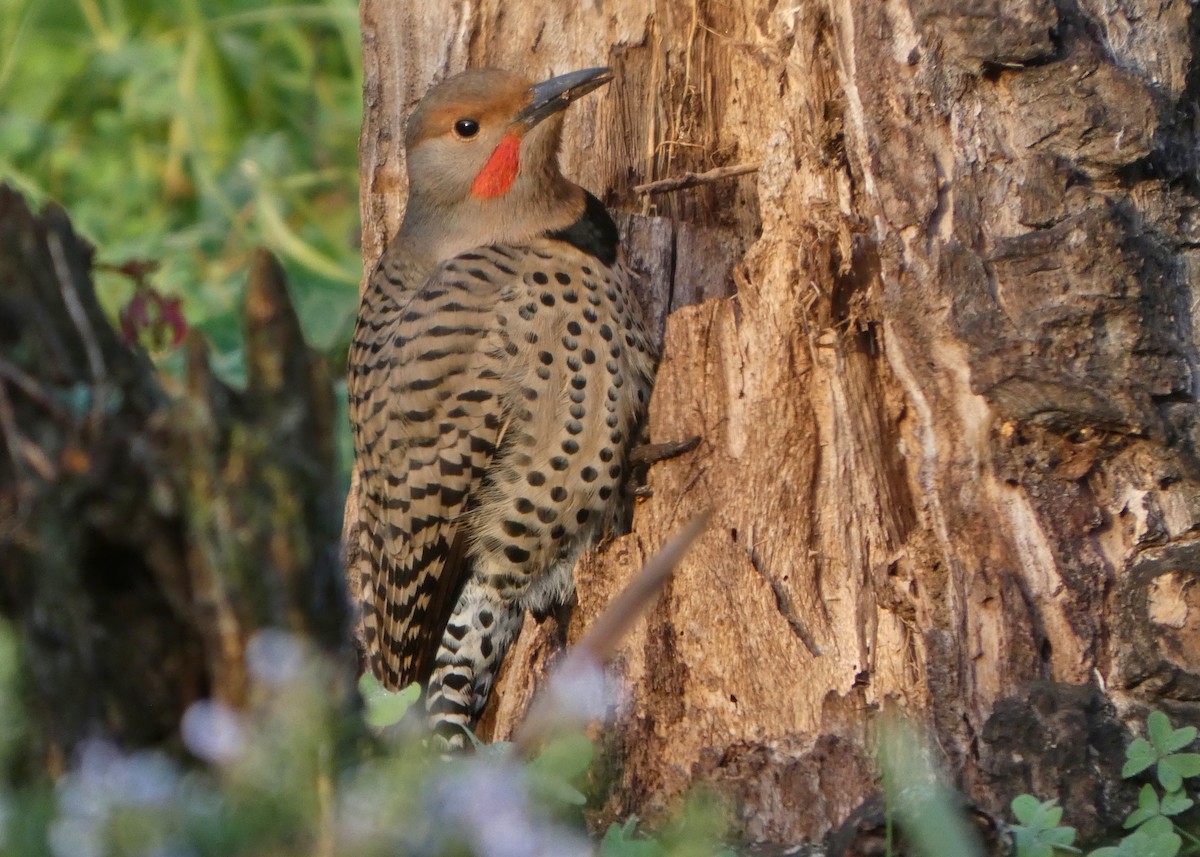 Northern Flicker (Yellow-shafted x Red-shafted) - ML647531880