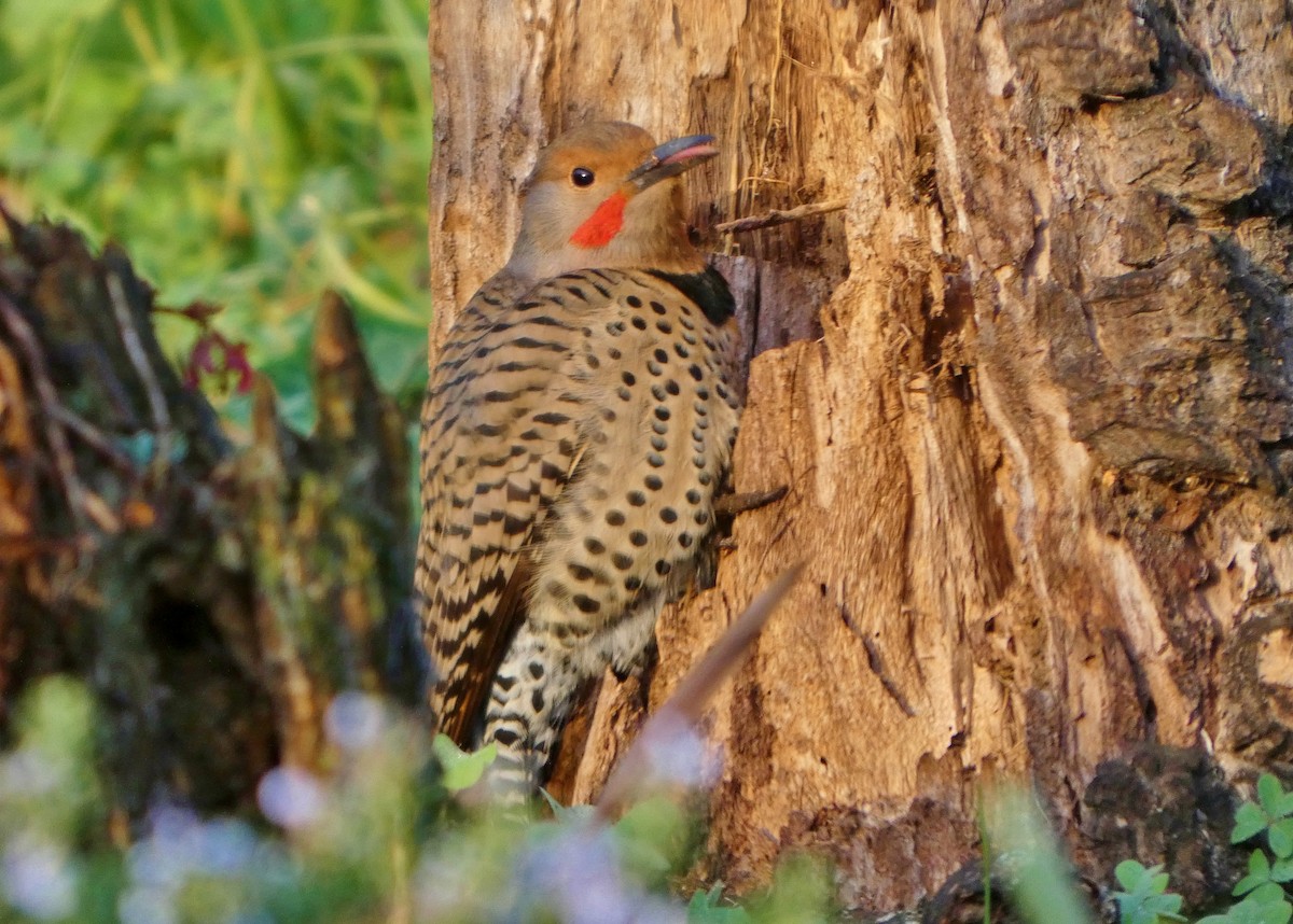 Northern Flicker (Yellow-shafted x Red-shafted) - ML647531881