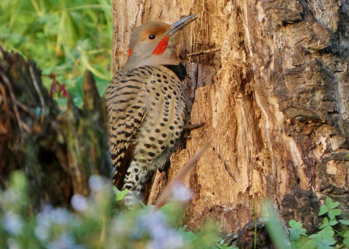 Northern Flicker (Yellow-shafted x Red-shafted) - ML647531882