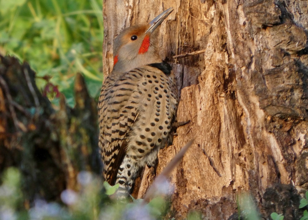 Northern Flicker (Yellow-shafted x Red-shafted) - ML647531883