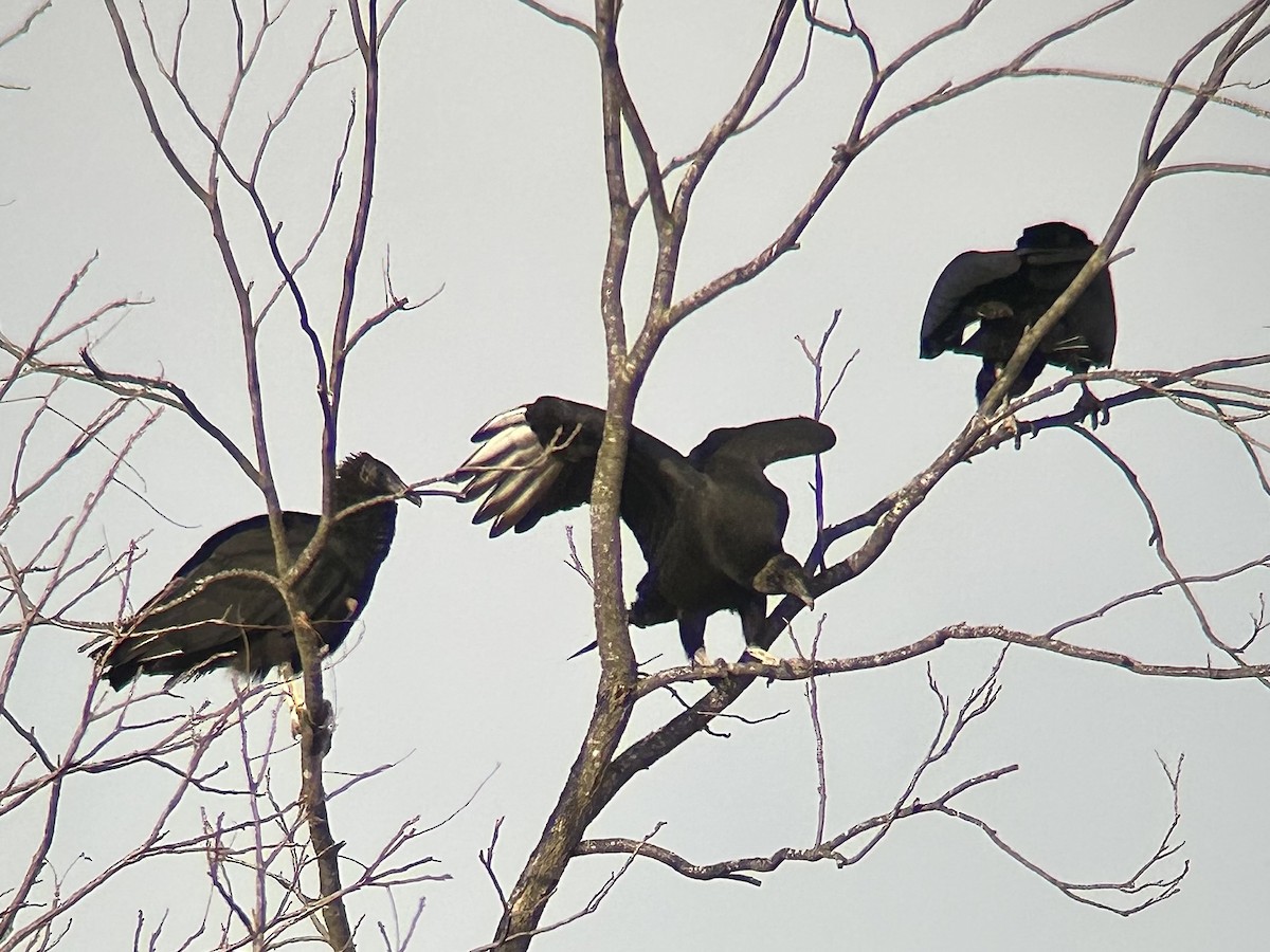 Black Vulture - ML647531884