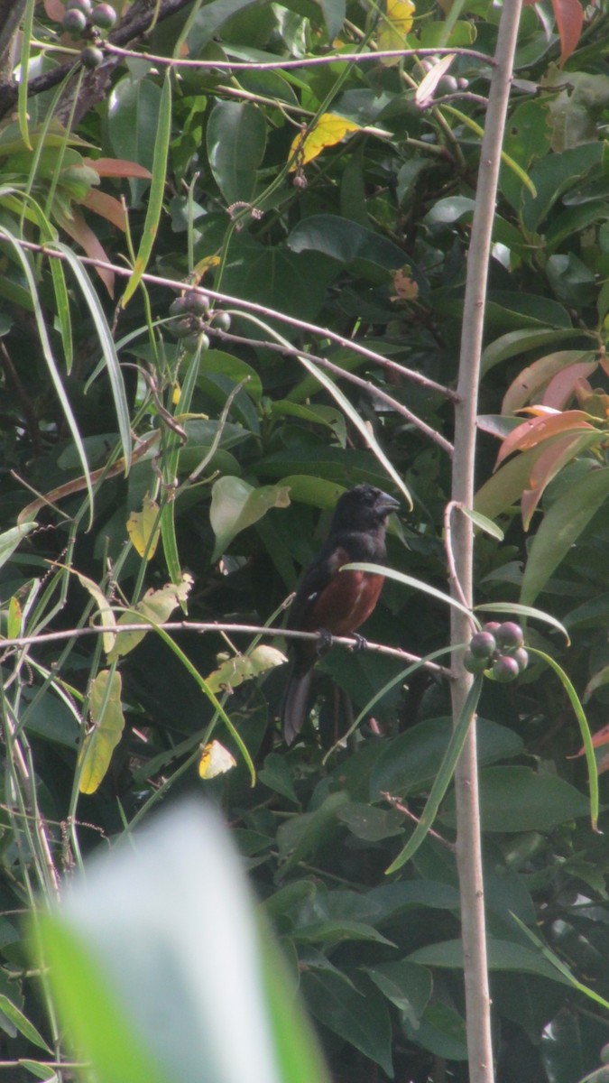 Chestnut-bellied Seed-Finch - ML647531886