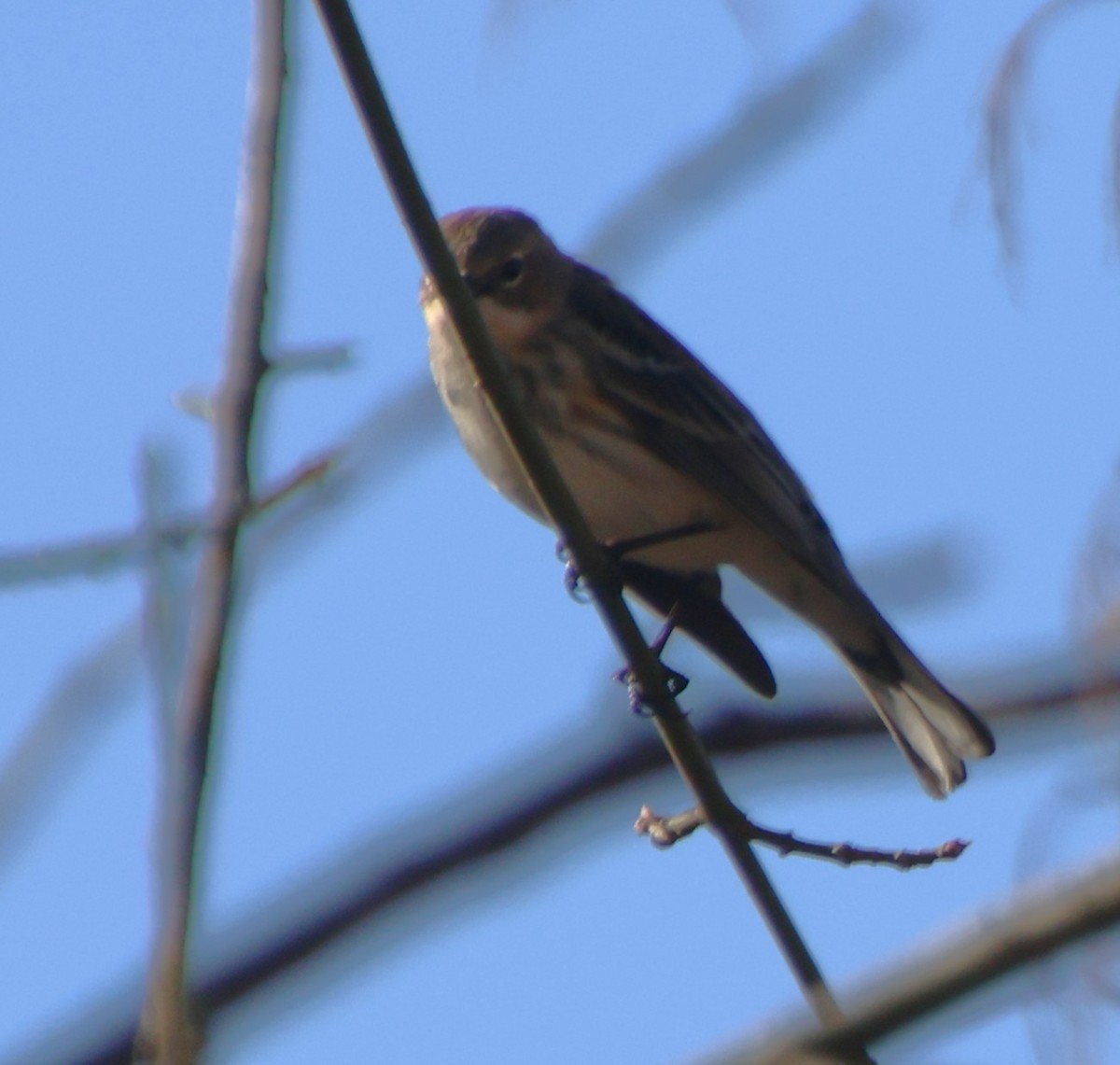 Yellow-rumped Warbler - ML647531891