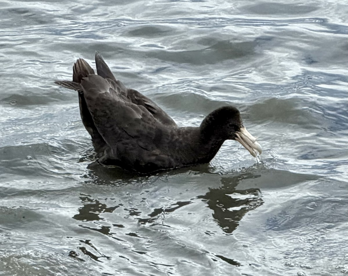 סערון-ענק דרומי - ML647531907