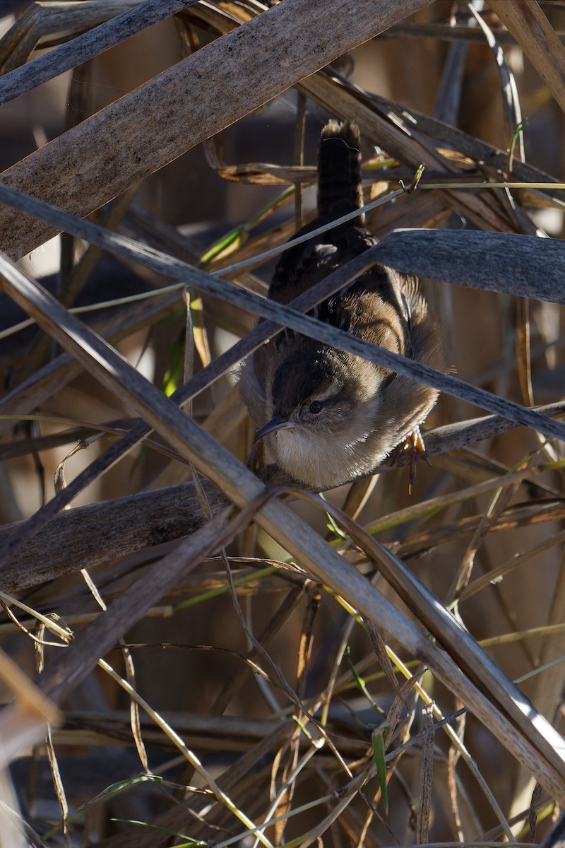 Marsh Wren - ML647531912