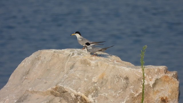 Least Tern - ML647531919