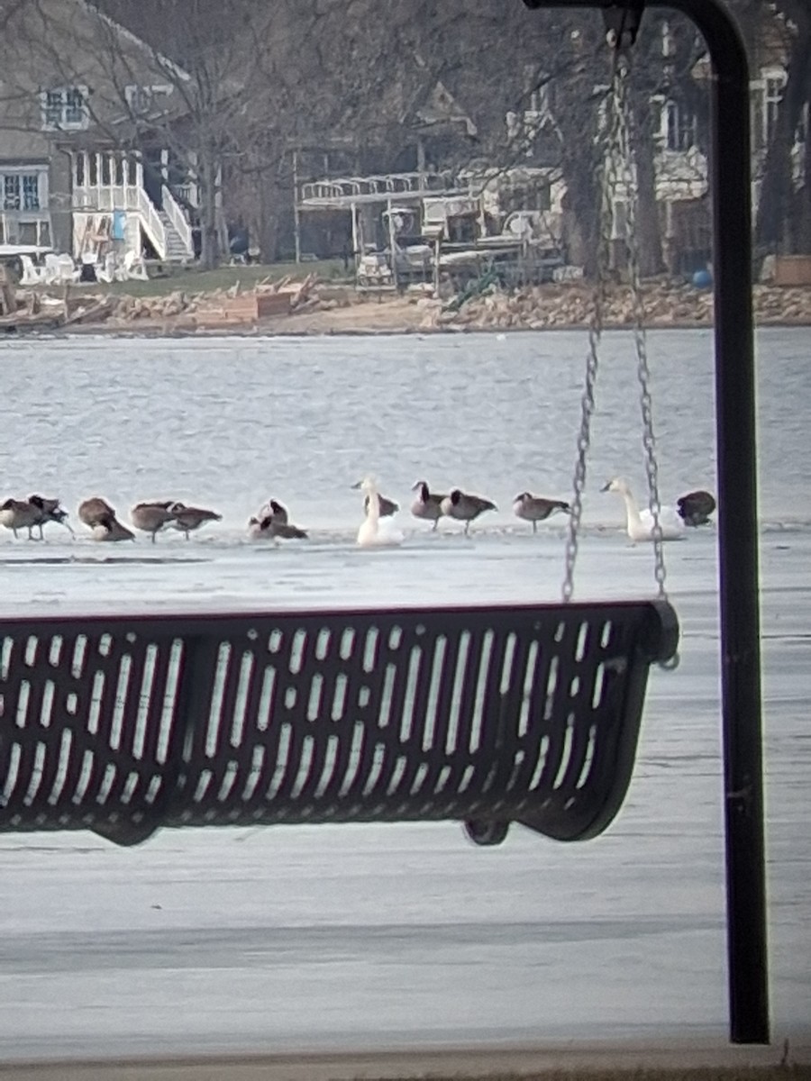 Canada Goose - ML647531920