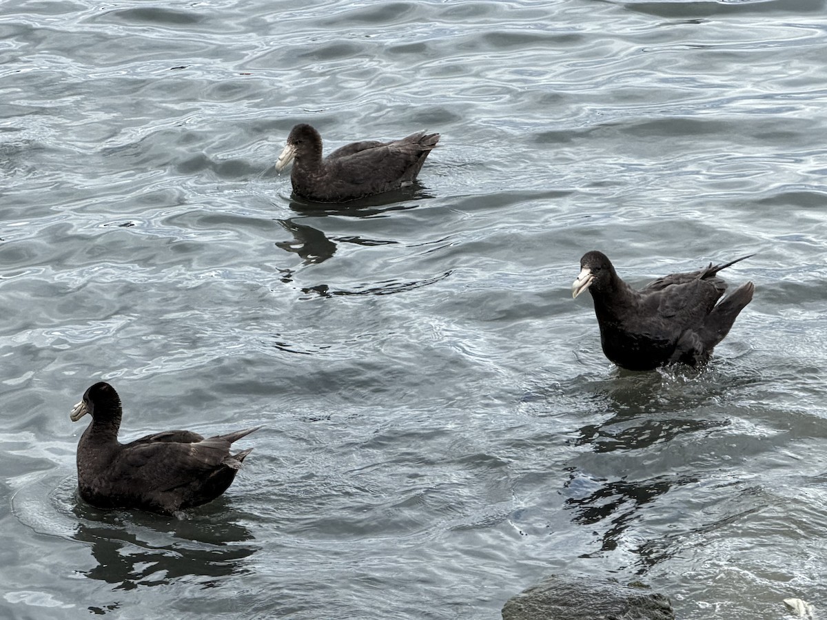 סערון-ענק דרומי - ML647531922