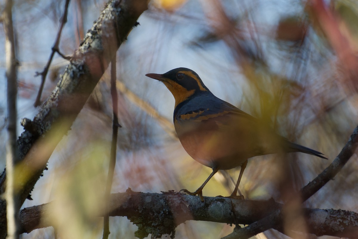 Varied Thrush - ML647531934