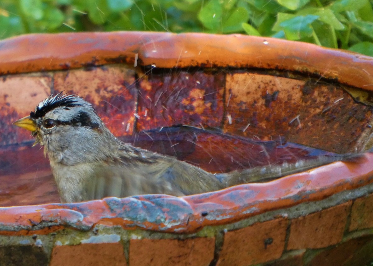 Porsuk Serçesi - ML647531936