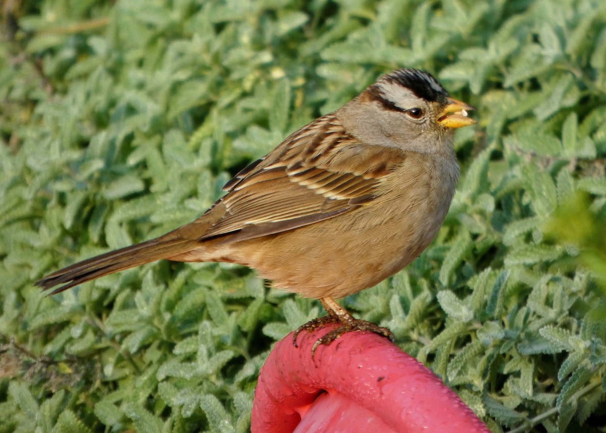 Porsuk Serçesi - ML647531937