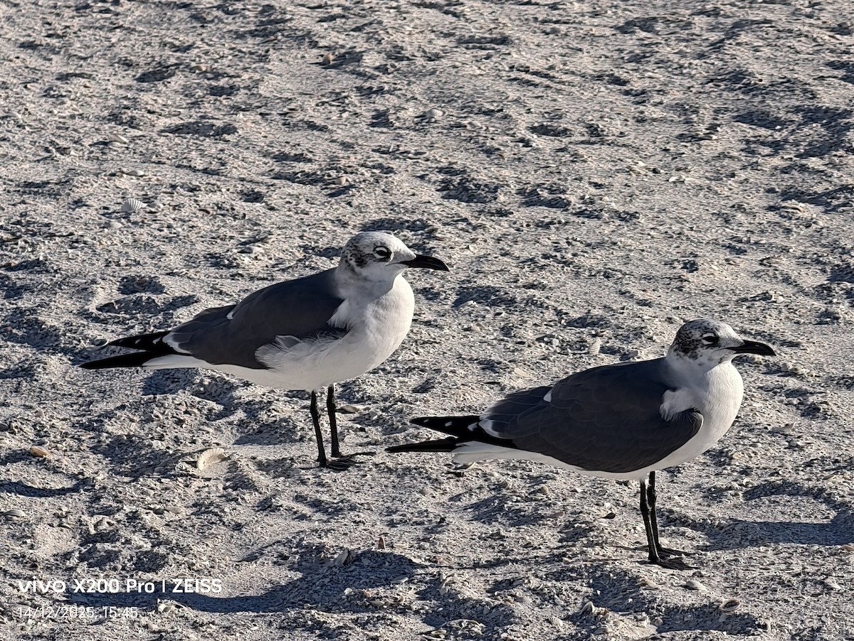 Gabbiano sghignazzante - ML647531941