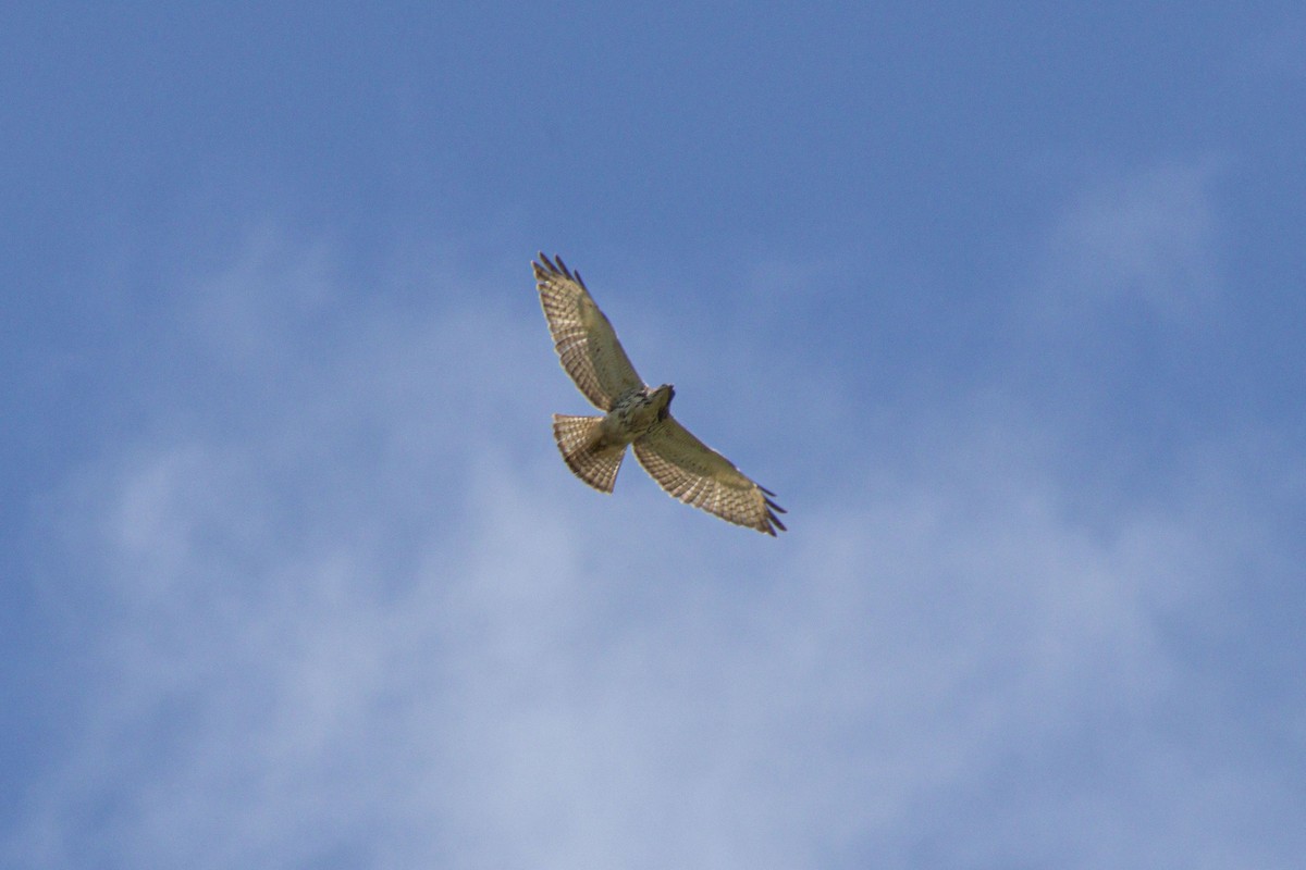 Broad-winged Hawk - ML647531946