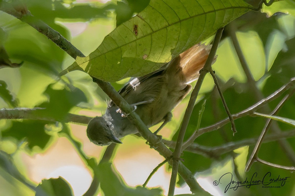 White-eyed Stipplethroat - ML647531947