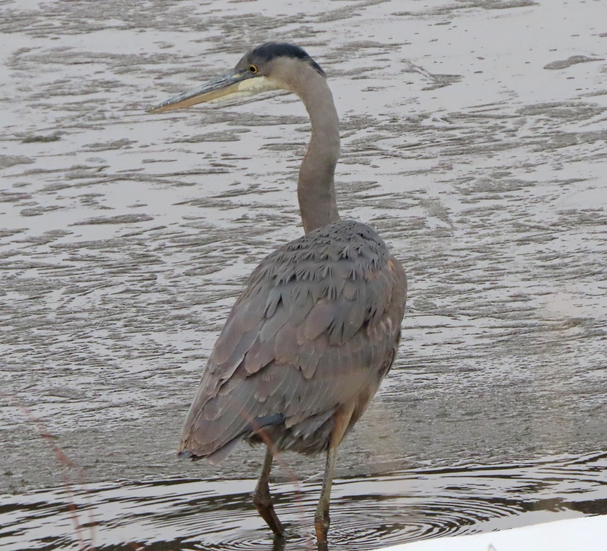 Great Blue Heron - ML647531957