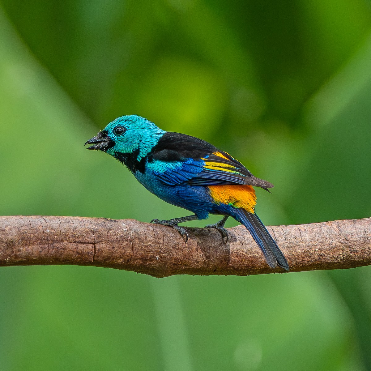 Seven-colored Tanager - ML647531965